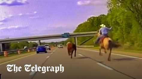 Jul 7, 2023 · But thanks to the cowboy on horseback, following closely behind the freedom-seeking beast, the cow loose on the Michigan highway was captured. The cowboy to the rescue, as the video mentions, used rope to lasso and stop the animal. Talk about fast food! Thank God the animal was captured before anyone was injured. 
